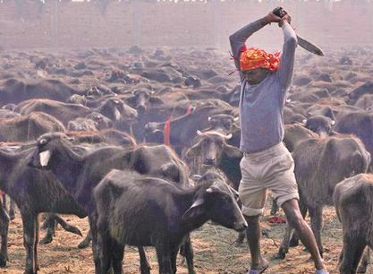 Animal Killing In India In The Name Of God