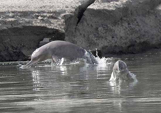 Indus Blind Dolphin