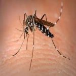 anti malaria mosquitos